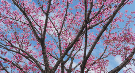 春の空を望み見上げる満開の桜と空雲の背景　新年度・入学・入社・入園・卒業のイメージ