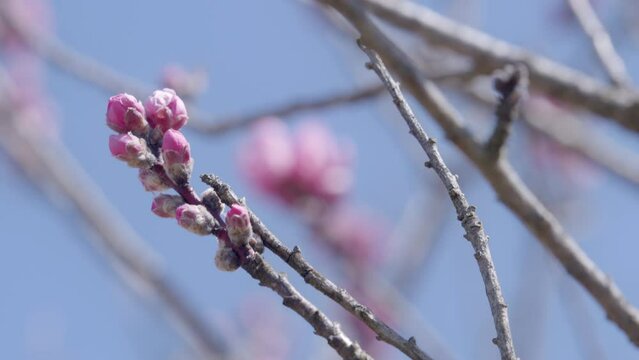 桃の花 - 11