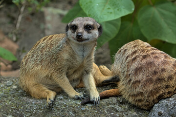 A vigilant meerkat watches the surroundings on a sunny summer day. He controls the territory and provide protection for the group.