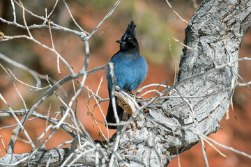Blue Bird Drying Feathers