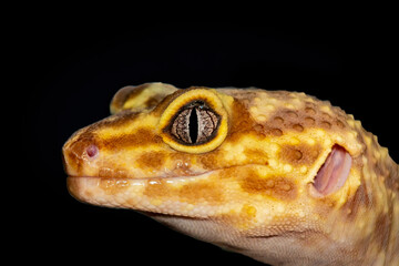 Leopard gecko
