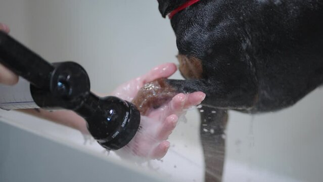 human is washing paw of black dog in shower, cleaning procedure after walking, closeup view