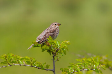 songbird in the woods, Corn Bunting, Emberiza calandra