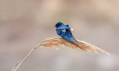 little bird on the reed, Barn Swallow, Hirundo rustica