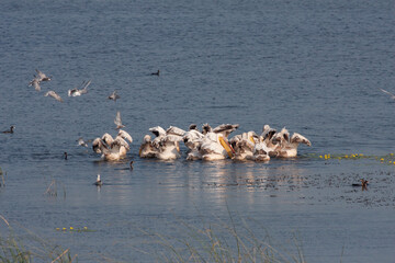 large waterfowl in their natural environment, Great White Pelican, Pelecanus onocrotalus