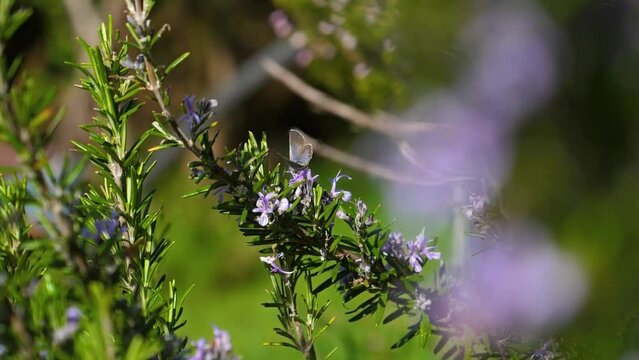 Mission Blue Butterfly Resting On Rosemary Bush