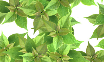 Fototapeta na wymiar Abstract leaf pattern for background.
