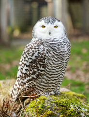 Owl close up. Portrait of a beautiful predator and hunter bird. Yellow clazas and large beak of an owl.