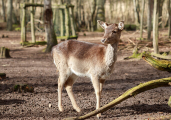 Beautiful young deer in the wild. Wild animal outdoors. Artiodactyl animal in the forest among the trees.
