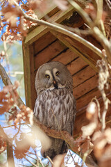 Owl close up. Portrait of a beautiful predator and hunter bird. Yellow clazas and large beak of an owl.