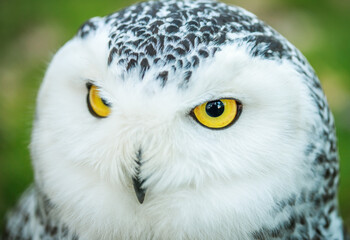 Owl close up. Portrait of a beautiful predator and hunter bird. Yellow clazas and large beak of an owl.