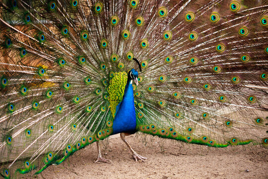 Peacock with bright plumage and open tail close-up. Beautiful bird with colorful feathers.