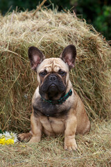 dog breed french bulldog