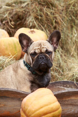 dog breed french bulldog