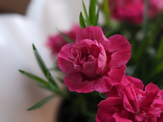 Dianthus caryophyllus 'Supertrouper Oscar' is a carnation with pink flowers