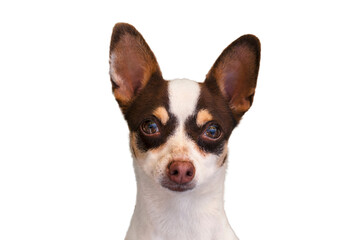 Chihuahua, Mixed Breed Dog with large ears. Chihuahua portrait. Isolated cutout on a transparent background. Dog looking at the camera with a deep look.
