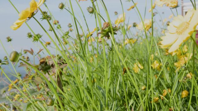 Yellow blooming lance-leaved coreopsis (Coreopsis lanceolata) plant