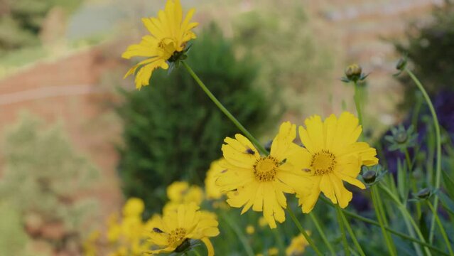 Yellow blooming lance-leaved coreopsis (Coreopsis lanceolata) plant