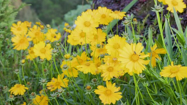 Yellow blooming lance-leaved coreopsis (Coreopsis lanceolata) plant