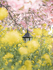 河津桜と菜の花