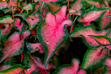 Caladium leaves with water droplets