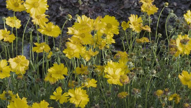 Yellow blooming lance-leaved coreopsis (Coreopsis lanceolata) plant