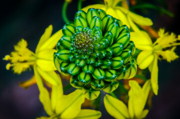 yellow flower with green star shaped buds