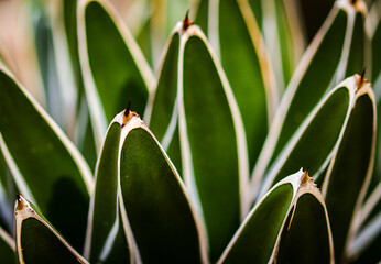 macro of a green cactus plant