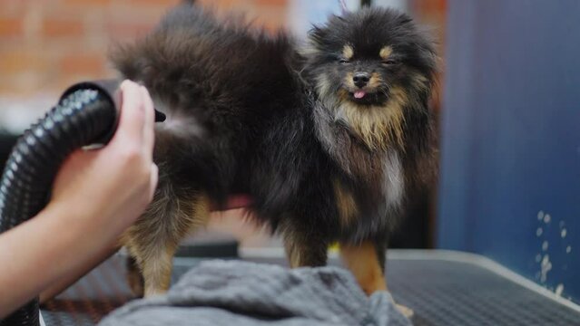 funny little dog in grooming salon during drying hair after washing, professional groomer