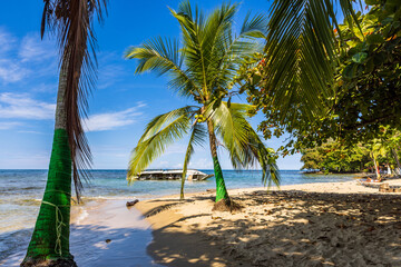 Fototapeta premium palm trees on the beach