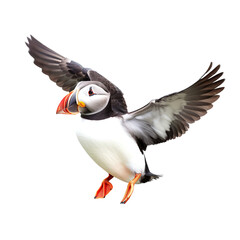 flying puffin isolated on background