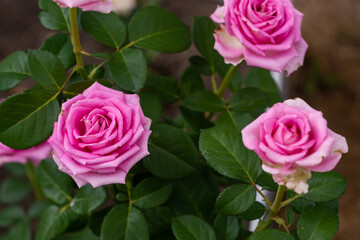 Beautiful roses Rose. Flowers. A beautiful rose bloomed in the garden. bloomed in the garden in summer.