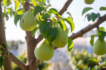 Large ripe varietal pears are ripe on the garden plot. Fruit.