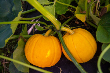 Pumpkin. Autumn. Harvest at the dacha. Vegetables. Ripe delicious varietal pumpkins have grown in the garden.