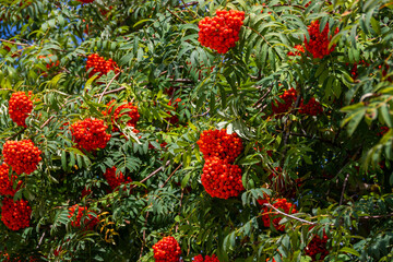 Ashberry. Ripe bright orange clusters of mountain ash on the branches.