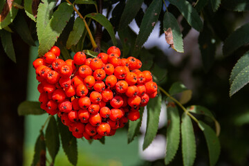 Ashberry. Ripe bright orange clusters of mountain ash on the branches.