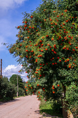 Fototapeta na wymiar Ashberry. Ripe bright orange clusters of mountain ash on the branches.