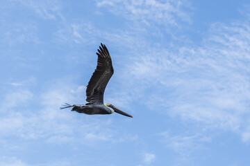 Brown Pelican