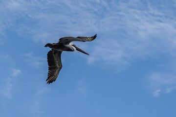 Brown Pelican
