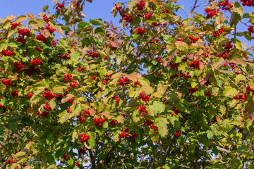 Berries. Fresh appetizing delicious healthy aromatic varietal viburnum. Healthy eating.