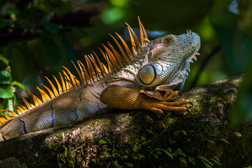 Iguana