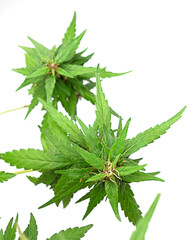 Flower bud of cannabis. marijuana flower bud background.