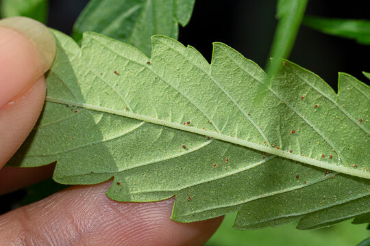 Spider mites on leaf cannabis pests