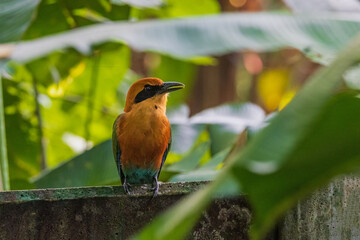 Rofuos Motmot