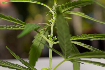Male Cannabis marijuana (hemp) flowering plant.