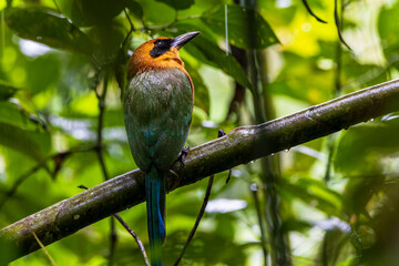 Rofuos Motmot