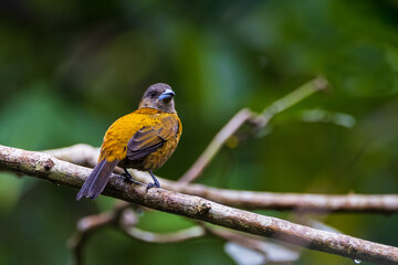 Scarlet Rumped Tanager