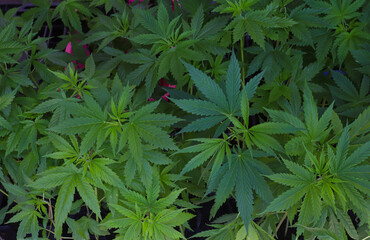 Fototapeta na wymiar Cannabis Thai stick growing contains very high levels of THC