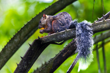 Variegated squirrel