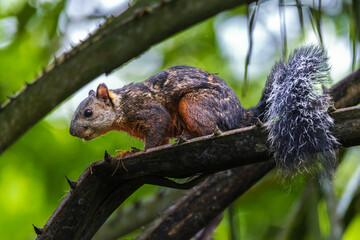 Variegated squirrel